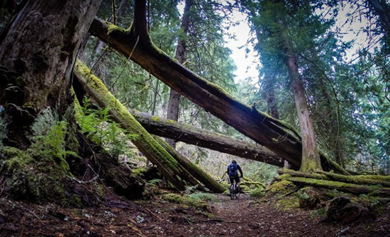 Mountain Bike Photography: 10 Techniques for Beginners